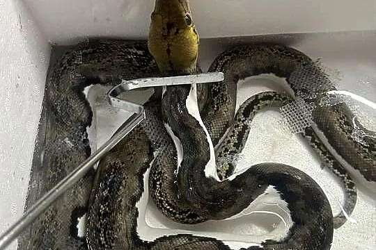 Samiec siaty Pied tiger het albino, Śląskie, Jaworzno