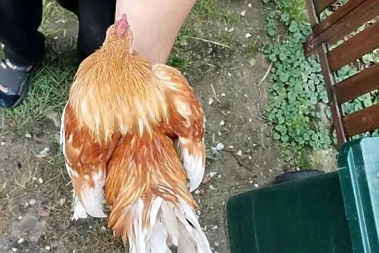 Sprzedam koguty karzełka łapciatego, Podkarpackie, Przeworsk