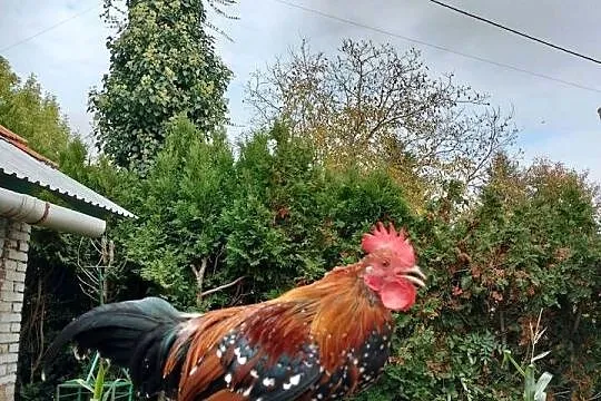 Sprzedam koguty karzełka łapciatego, Podkarpackie, Przeworsk