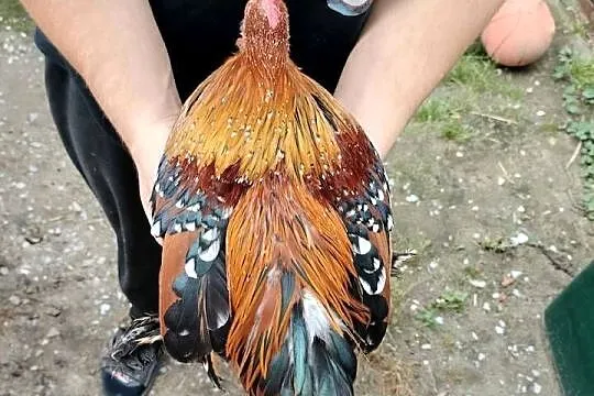 Sprzedam koguty karzełka łapciatego, Podkarpackie, Przeworsk