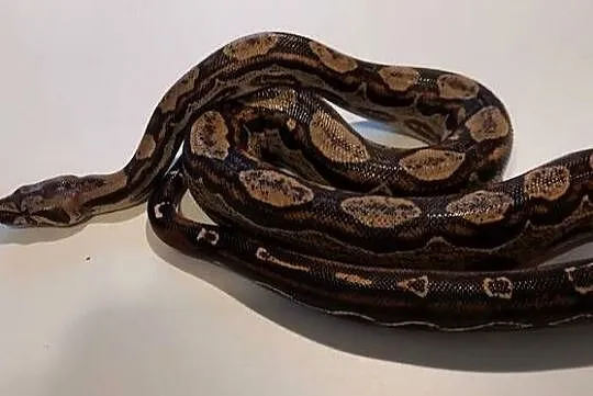 Boa Imperator Samica