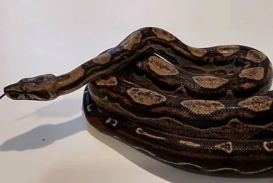 Boa Imperator Samica, Śląskie, Tychy