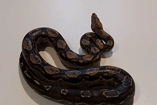 Boa Imperator Samica, Śląskie, Tychy