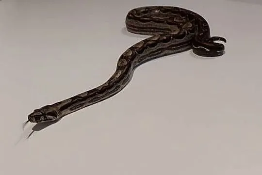 Boa Imperator Samica, Śląskie, Tychy