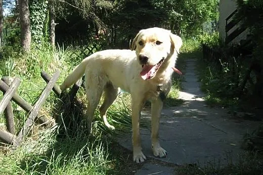 Karuś młody biszkoptowy labek do adopcji,  mazowieckie Warszawa