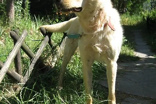 Karuś młody biszkoptowy labek do adopcji,  mazowie
