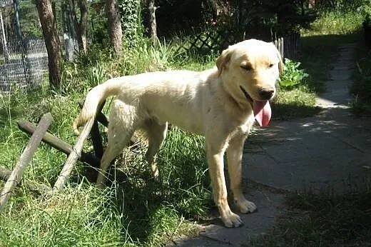 Karuś młody biszkoptowy labek do adopcji,  mazowie
