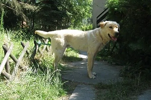 Karuś młody biszkoptowy labek do adopcji,  mazowie