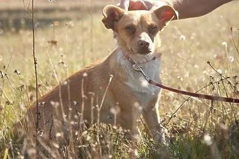 Urocza wspaniała LOLA szuka domku, pokochaj :),  K