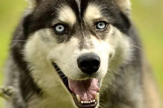 Cudowny niebieskooki Grim w typie husky ADOPCJA, Kundelki cała Polska