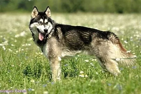 Cudowny niebieskooki Grim w typie husky ADOPCJA,  