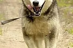 Cudowny niebieskooki Grim w typie husky ADOPCJA,  
