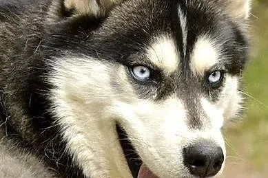 Cudowny niebieskooki Grim w typie husky ADOPCJA,  