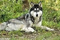 Cudowny niebieskooki Grim w typie husky ADOPCJA,  
