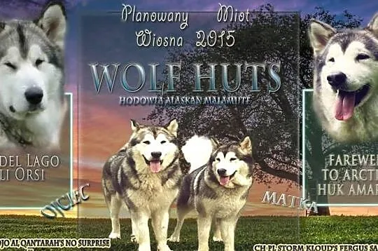 Rodowodowe szczenięta Alaskan Malamute *Wolf Huts*