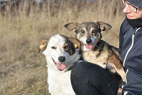 Bąbelek i Iskierka - prawdziwa psia przyjaźń do AD