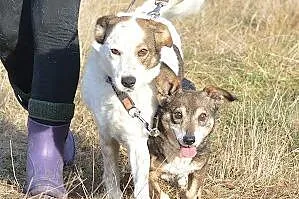 Bąbelek i Iskierka - prawdziwa psia przyjaźń do AD