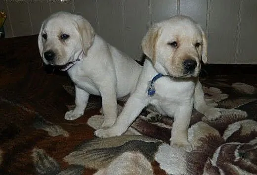 Labrador Retriever szczeniaki sprzedam, podkarpac