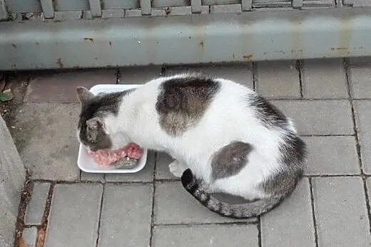 Kinia Widzewianka do adopcji!!!,  łódzkie Łódź