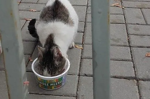 Kinia Widzewianka do adopcji!!!,  łódzkie Łódź