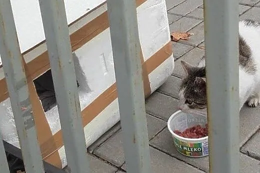 Kinia Widzewianka do adopcji!!!,  łódzkie Łódź