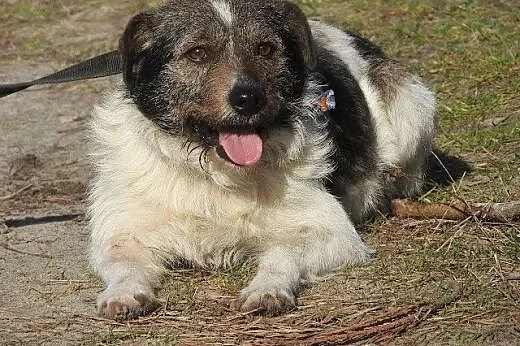 Łatek - uroczy, uległy psiak, mix sznaucerek,  mał
