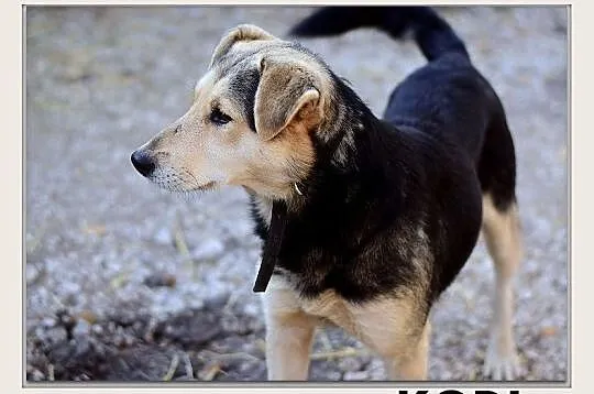 KODI,średni,przyjazny,łagodny,szczepiony piesek.ADOPCJA