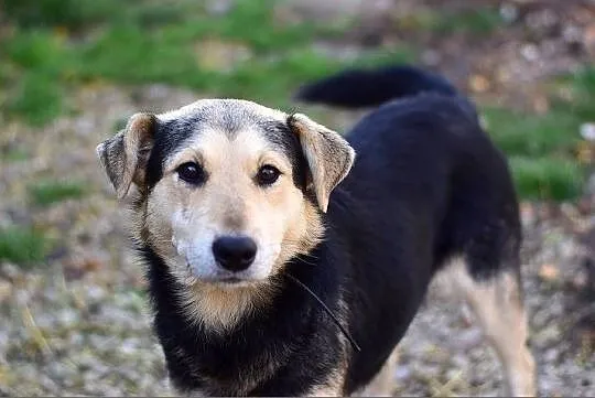 KODI,średni,przyjazny,łagodny,szczepiony piesek.ADOPCJA, Małopolskie, Kraków