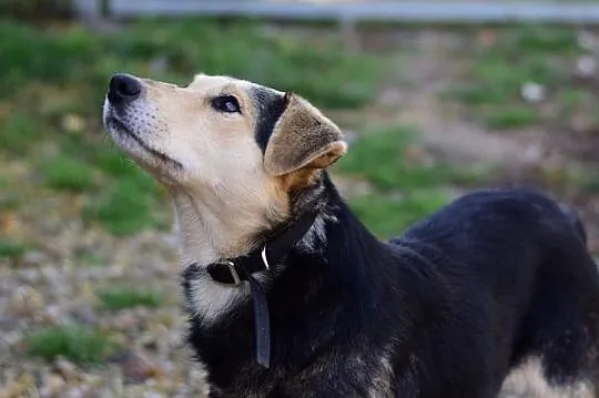 KODI,średni,przyjazny,łagodny,szczepiony piesek.ADOPCJA, Małopolskie, Kraków