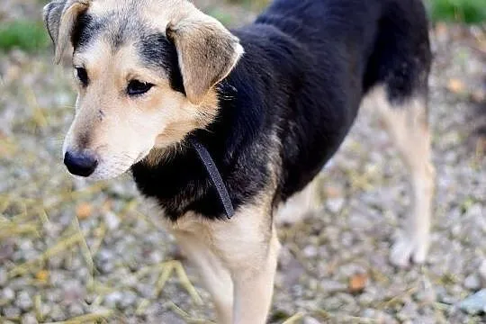 KODI,średni,przyjazny,łagodny,szczepiony piesek.ADOPCJA, Małopolskie, Kraków