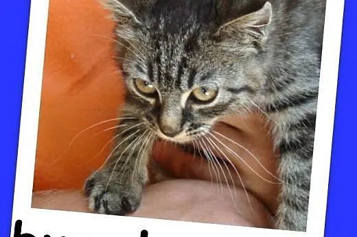 Bure kociaki, 10 tygodni, kocurek i kociczki, miziaste,wesołe.Adopcja,  małopolskie Kraków