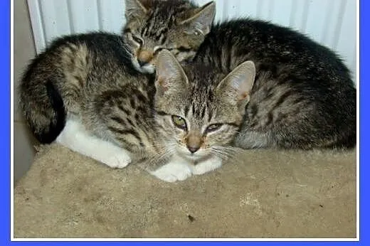 Bure kociaki, 10 tygodni, kocurek i kociczki, mizi