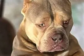 Szczeniaki American Bully Pocket