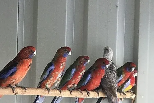Rozella rozelle pary i wolne samce, Podkarpackie, Rzeszów