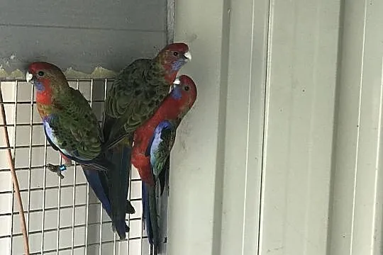 Rozella rozelle pary i wolne samce, Podkarpackie, Rzeszów