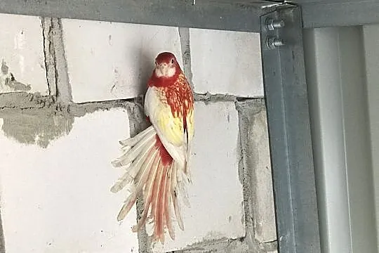 Rozella rozelle pary i wolne samce, Podkarpackie, Rzeszów