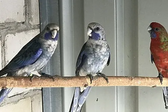 Rozella rozelle pary i wolne samce, Podkarpackie, Rzeszów