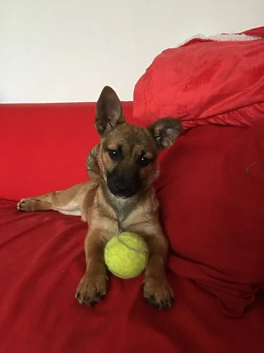 3 miesięczna Stefka, wesoły SZCZENIAK do adopcji!