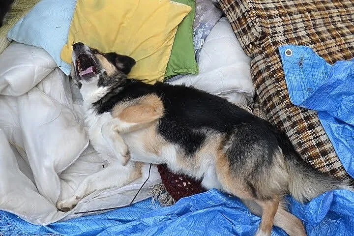 Zenuś nie może doczekać się domu - to cudowny pies