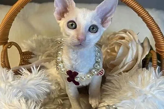 Cornish rex kotka dziewczynka cudowna do kochania, Wielkopolskie, Poznań