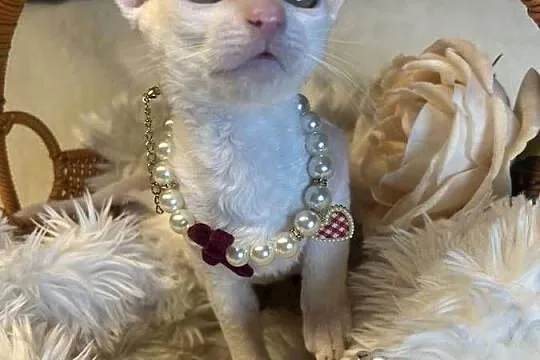 Cornish rex kotka dziewczynka cudowna do kochania, Wielkopolskie, Poznań