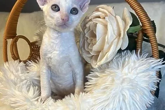 Cornish rex kotka dziewczynka cudowna do kochania, Wielkopolskie, Poznań