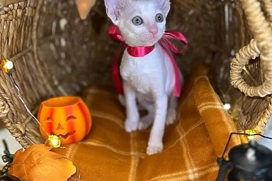 Cornish rex kotka dziewczynka cudowna do kochania, Wielkopolskie, Poznań