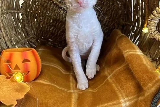 Cornish rex kotka dziewczynka cudowna do kochania, Wielkopolskie, Poznań