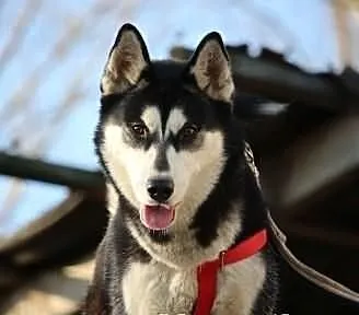Nana - sunia w typie husky poszukuje domu