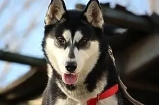 Nana - sunia w typie husky poszukuje domu