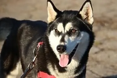 Nana - sunia w typie husky poszukuje domu