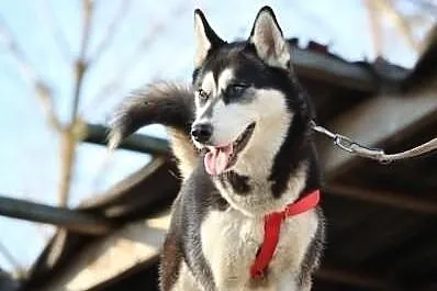 Nana - sunia w typie husky poszukuje domu