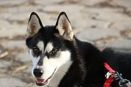 Nana - sunia w typie husky poszukuje domu