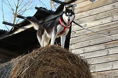 Nana - sunia w typie husky poszukuje domu